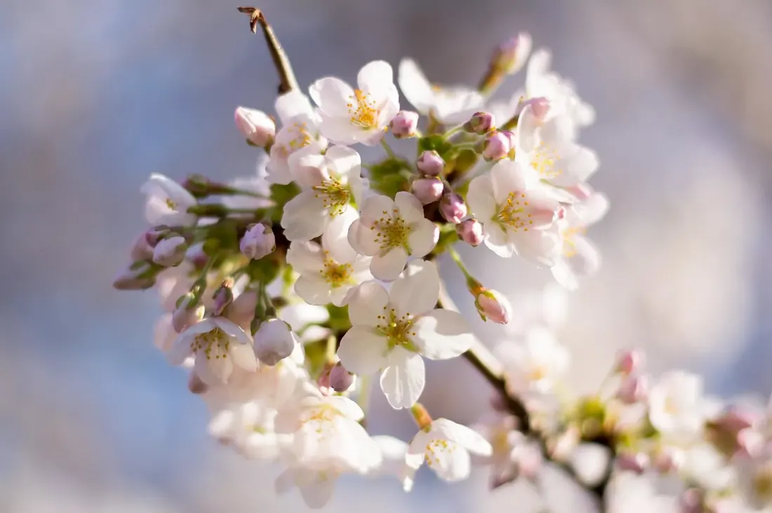 Cherry blossom against a soft sky