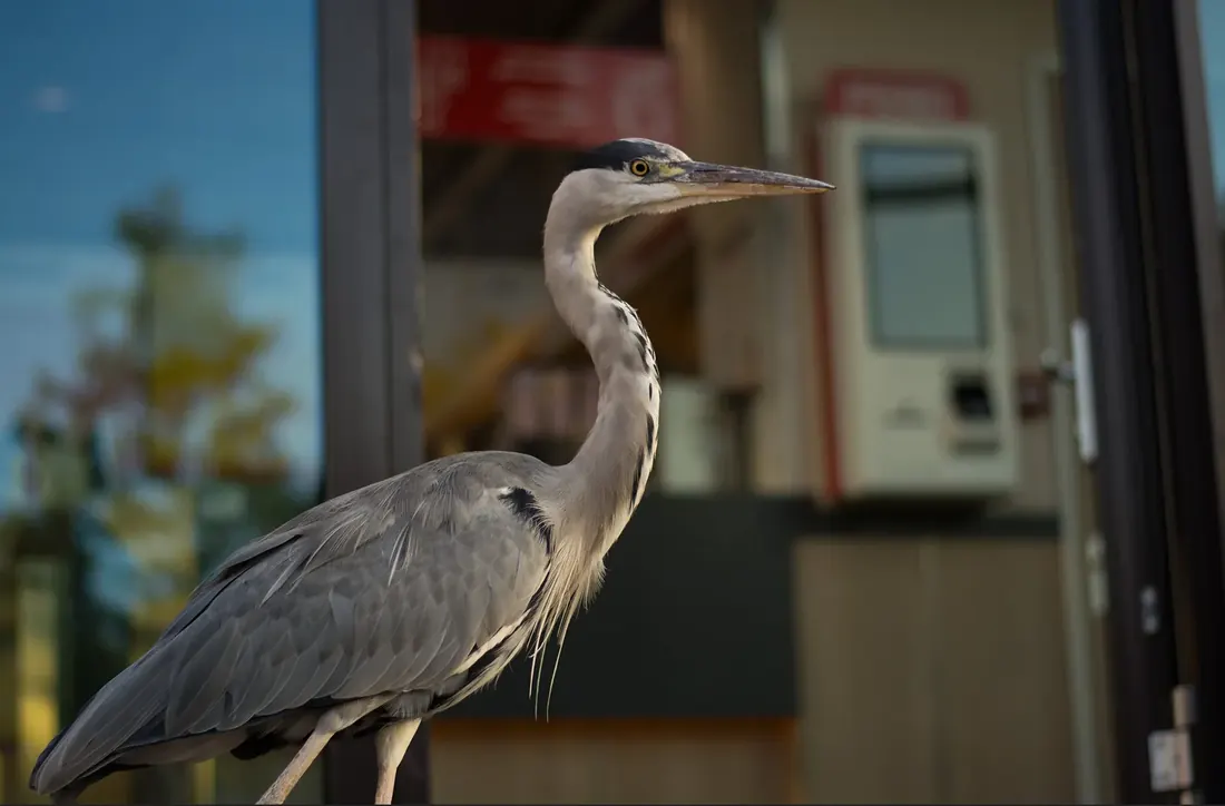 Heron in front of a snack bar window