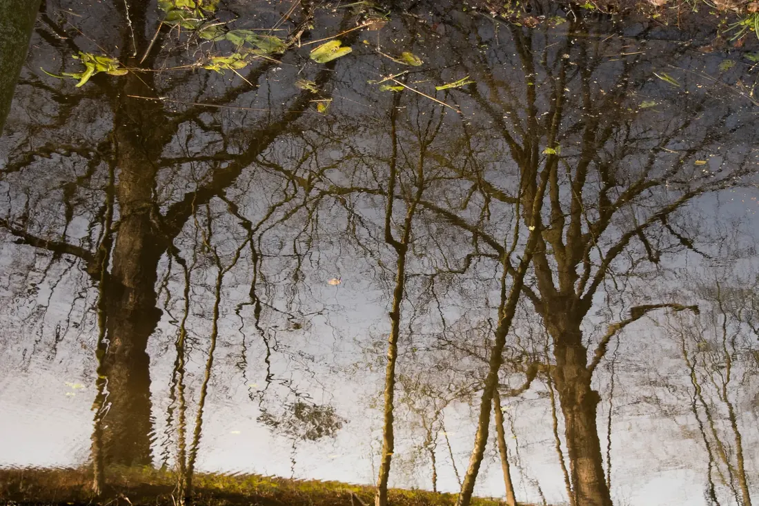 Bare trees reflected upside down in dark water