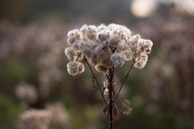 Foto van een pluisende bloem in de lente