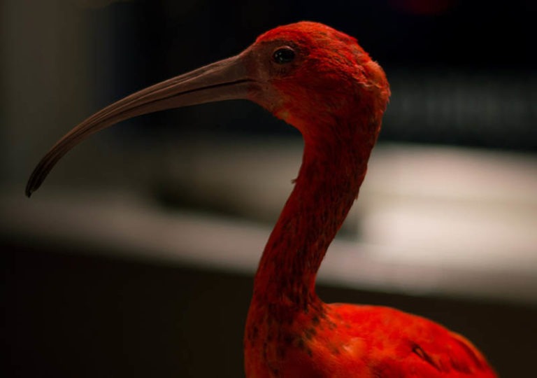 Foto van een dode rode vogel