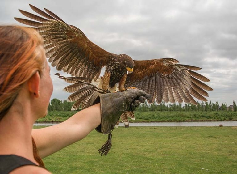 Foto van vrouw met Havik