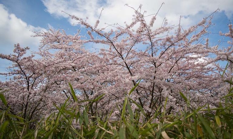 Foto van bloesemende kersenboom